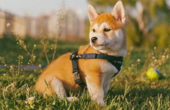 柴犬怎么养和养柴犬的禁忌？