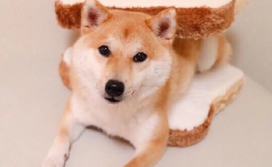 柴犬掉毛怎么办？柴犬掉毛的三大原因？