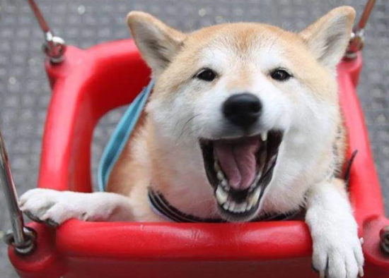 柴犬换牙过程及注意事项？柴犬什么时候开始换牙？