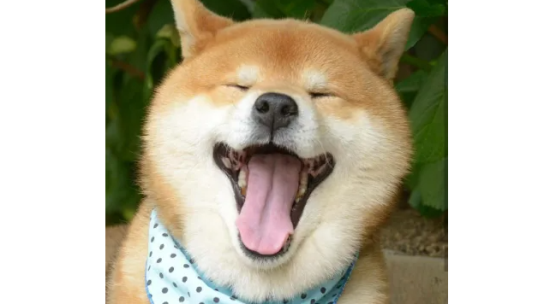 柴犬咬猫，柴犬咬猫的原因？