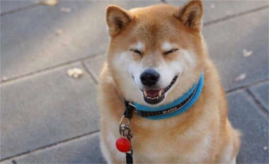 柴犬晚上不睡觉一直叫 柴犬一直叫的原因有哪些
