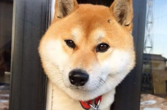 柴犬大便很臭？引起柴犬大便很臭的原因居然这么多！