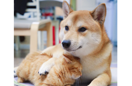 柴犬尾巴下垂，柴犬尾巴下垂的原因？