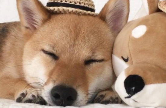 柴犬吃屎怎么办？柴犬吃屎这招可以搞定！