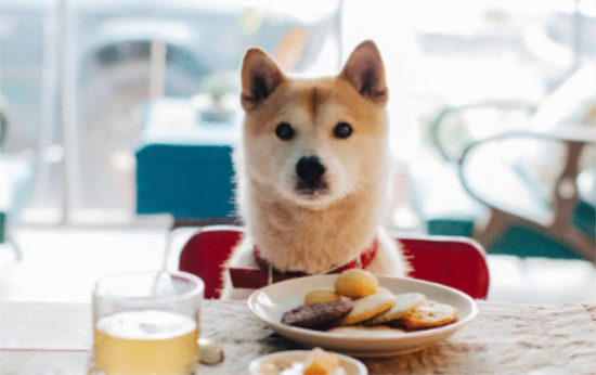 柴犬不大便，柴犬便秘了这样做最好？