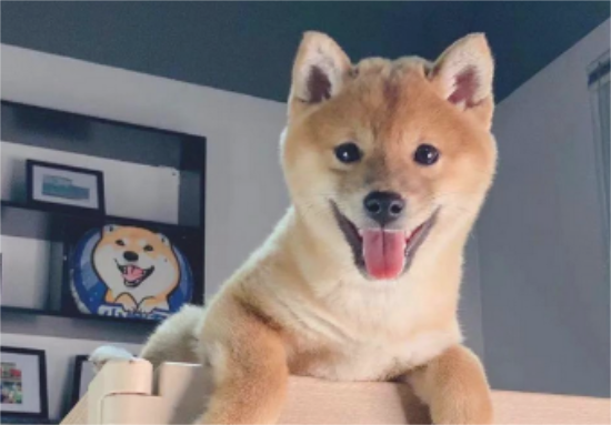 柴犬吃啥长肉，柴犬饲养小窍门。