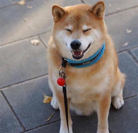  养柴犬的5个益处，我不心动吗？