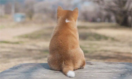 柴犬丢了还会回来吗 柴犬丢了有哪些办法寻找