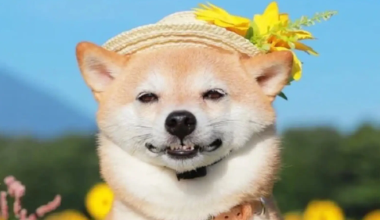 柴犬脚趾分叉，柴犬脚趾分叉的原因？