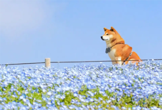 柴犬吃什么品牌狗粮好？怎么给柴犬选择合适的狗粮？