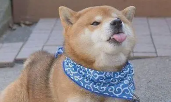 金毛和柴犬哪个好养 金毛和柴犬的具体分析
