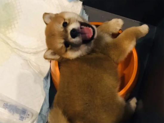 柴犬和柯基区别？柴犬和柯基性格的详细分析
