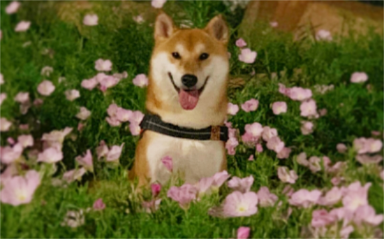 柴犬到底能不能养 秋田犬被禁养的原因