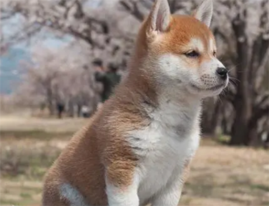 柴犬掉毛为什么这么比较严重？