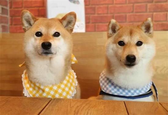 养了3个月的柴犬，碰到了磨牙齿期，铲屎官应当怎样防止？