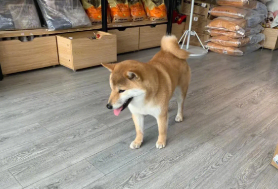 柴犬耳朵间隔很大？柴犬不纯正耳朵有什么表现？