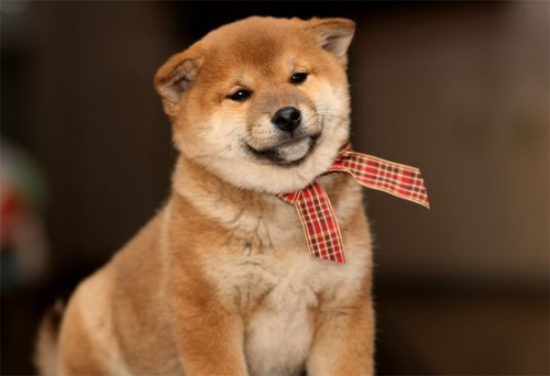 柴犬和柯基区别？柴犬和柯基性格的详细分析