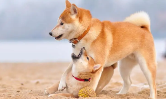 柴犬鼻子颜色，柴犬鼻子变色的原因？