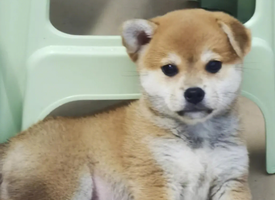 柴犬智商和金毛对比，没想到柴犬居然是这个智商排名！