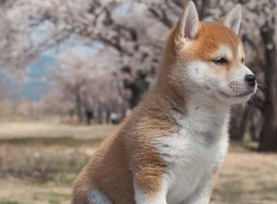 柴犬有什么特点?柴犬的主要六个特点