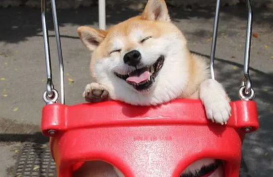 柴犬可以剃毛吗？柴犬剃毛需要注意的三个事项！