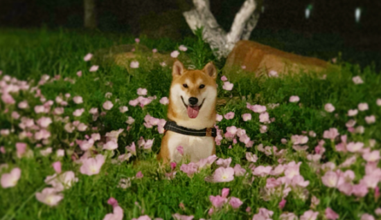 小柴犬的眼睛凹进去，小柴犬出现眼睛凹陷是什么原因？