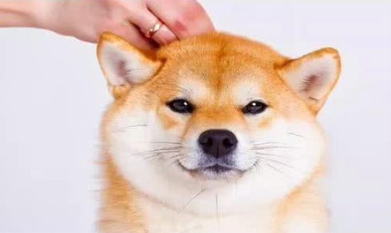 主人家用这4个绝技，柴犬狗狗再也不能挑食啦