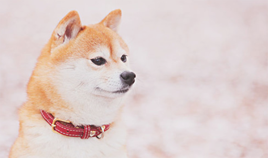 柴犬耳螨，可以用红药水吗？