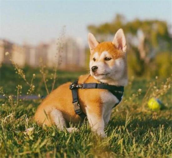  养柴犬的5个益处，我不心动吗？
