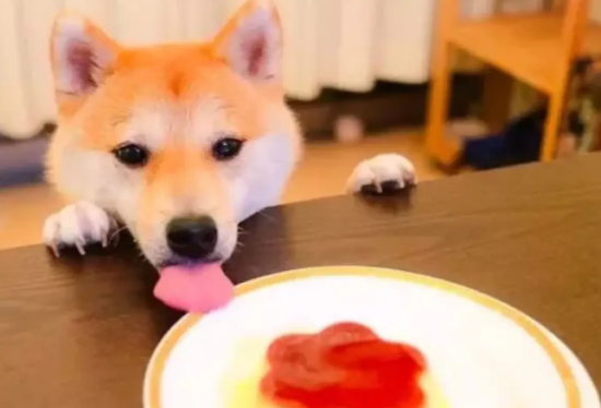 柴犬腹部或脖子的毛不白，柴犬毛色不白的原因？