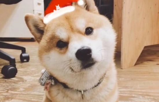 柴犬嘴巴黑，柴犬嘴巴黑是什么原因？