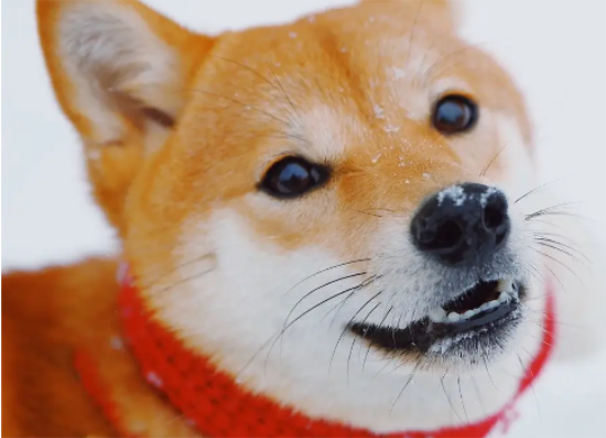 柴犬吃什么发毛？以下三种食物可以让柴犬美毛！