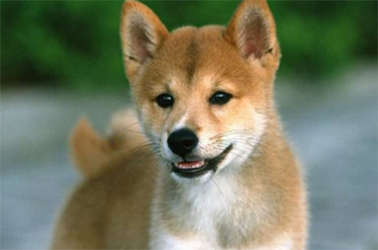 三个月的柴犬骨架小也不长怎么办？来看看吧