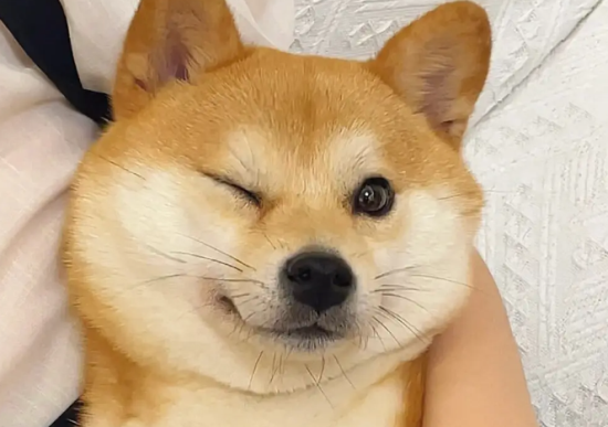 柴犬多大会笑，柴犬笑是什么含义？