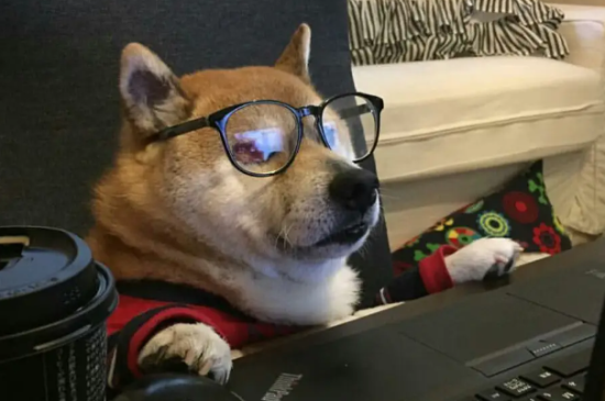 柴犬幼犬不吃饭，柴犬幼犬不吃饭是怎么回事？
