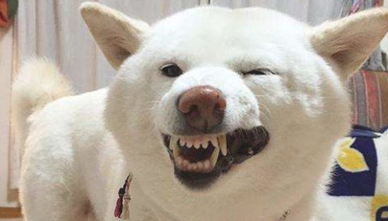 白色柴犬种类稀缺，为什么价钱却很划算？