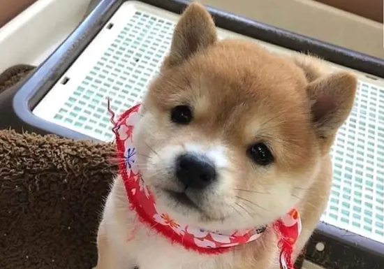 柴犬与秋田犬相比看家护院哪个好？柴犬和秋田犬各方面分析？