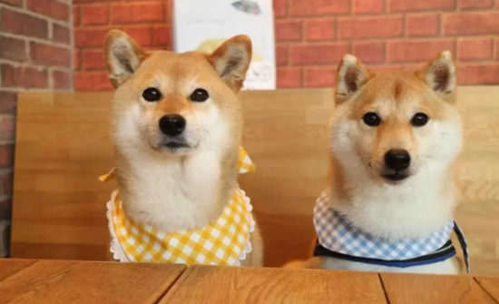 柴犬咬猫，柴犬咬猫的原因？