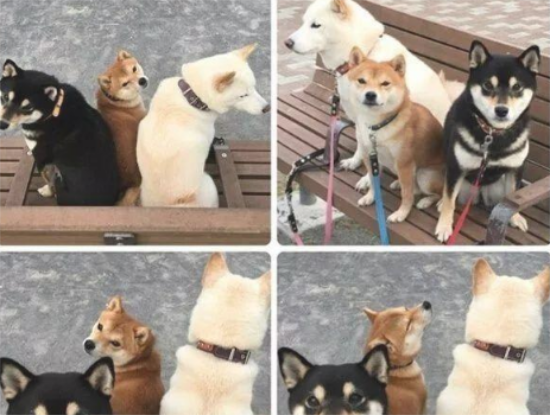 养柴前必备的柴犬喂养秘笈！