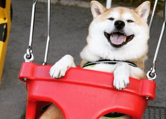 日本柴犬的冷门知识都有什么？你知道吗？