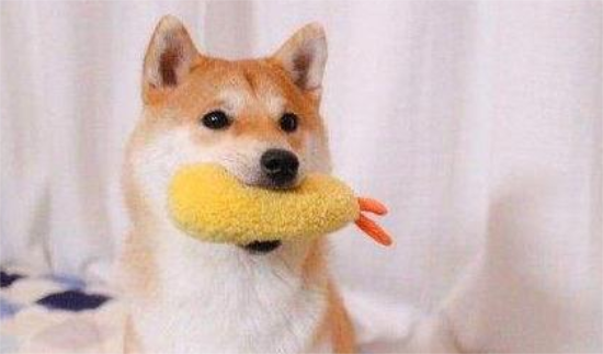 柴犬的5大特性，看了你还会养吗？