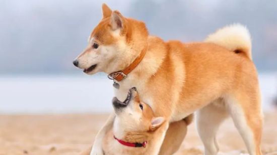 柴犬性格不稳定？可能是这2点缘故！