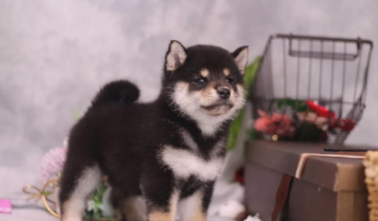 教你怎样选择一只出色的柴犬幼狗！