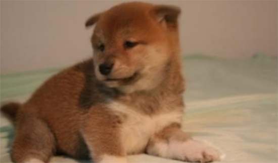 柴犬和秋田犬有哪些区别吗？这种区别大家都知道吗