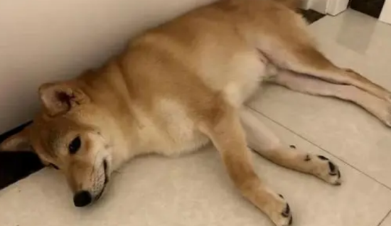 6个月柴犬拉肚子好几天，还是要重视！