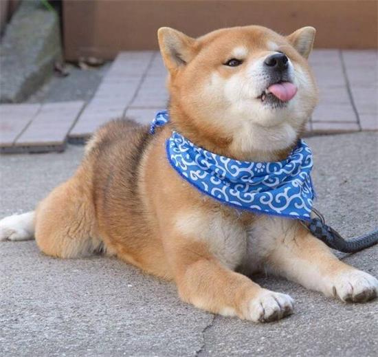 怎么判断柴犬的品质是否优良？