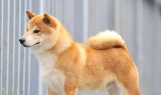 初学者养柴常见问题：三个月铸就颜值爆表网络红人柴犬！