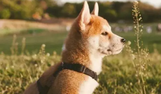 柴犬玩磨牙棒牙掉了该怎么办？需要种植牙齿吗？