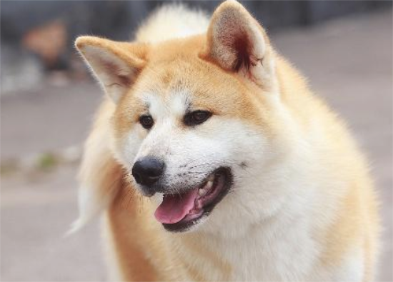 如何区别柴犬和秋田犬，关键有这几个方面！