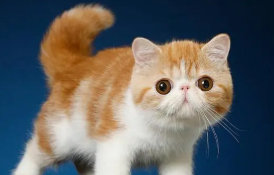 异国短毛猫耳朵掉毛怎么办？该如何应对？
